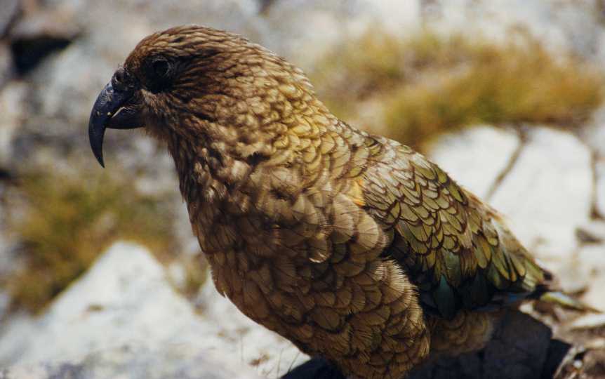 NZ Mountain Parrot Kea